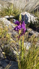 Thereianthus spicatus