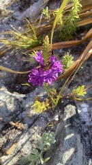 Thereianthus spicatus