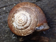 Helminthoglypta arrosa