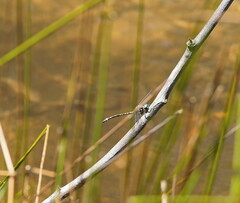 Eusynthemis brevistyla
