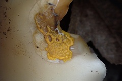 Badhamia utricularis