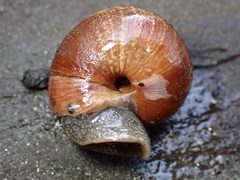 Helminthoglypta arrosa