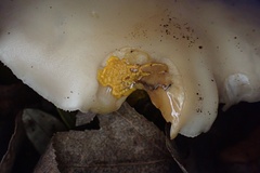 Badhamia utricularis