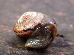 Helminthoglypta arrosa