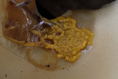 Badhamia utricularis