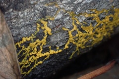 Badhamia utricularis