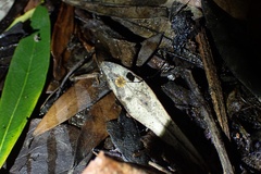 Cryptomarasmius corbariensis