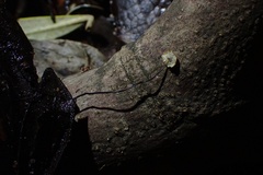 Cryptomarasmius corbariensis