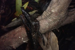 Cryptomarasmius corbariensis