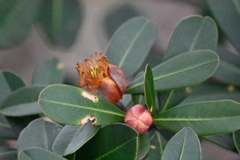 Montrouziera sphaeroidea