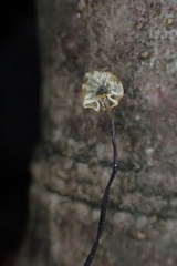 Cryptomarasmius corbariensis