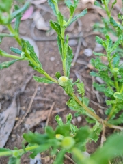 Centipeda cunninghamii