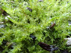 Calliergonella cuspidata