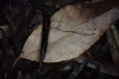 Cryptomarasmius corbariensis