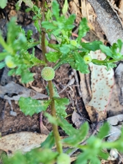 Centipeda cunninghamii