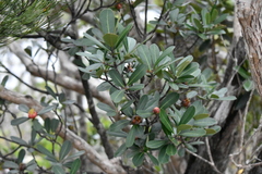 Montrouziera sphaeroidea