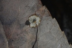 Cryptomarasmius corbariensis