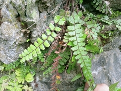 Adiantum malesianum