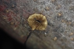 Cryptomarasmius corbariensis