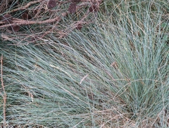 Poa poiformis
