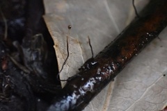 Cryptomarasmius corbariensis