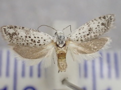 Galacticoidea