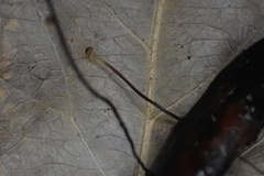 Cryptomarasmius corbariensis