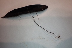 Cryptomarasmius corbariensis