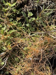 Cuscuta pacifica
