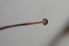 Cryptomarasmius corbariensis