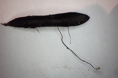 Cryptomarasmius corbariensis