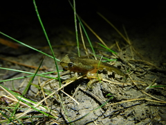 Litoria ewingii