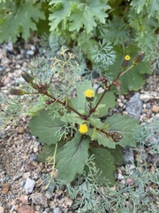 Senecio mohavensis