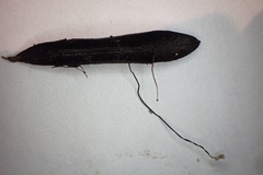 Cryptomarasmius corbariensis