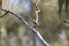 Lichenostomus melanops