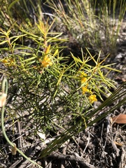 Persoonia juniperina