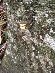 Araneae
