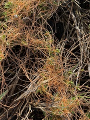 Cuscuta pacifica