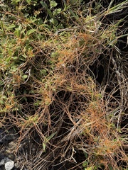Cuscuta pacifica
