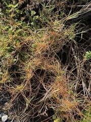 Cuscuta pacifica