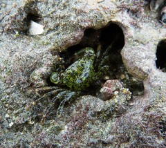 Pachygrapsus