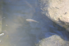 Poecilia mexicana