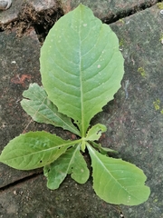 Lactuca sativa