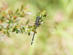 Eusynthemis brevistyla
