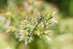 Eusynthemis brevistyla