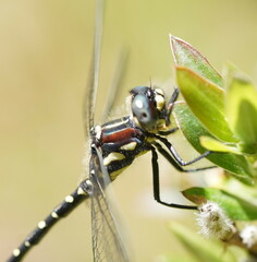 Eusynthemis brevistyla