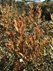 Banksia ornata