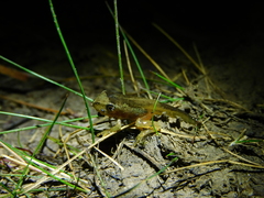 Litoria ewingii