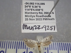 Galacticoidea