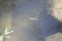 Poecilia mexicana